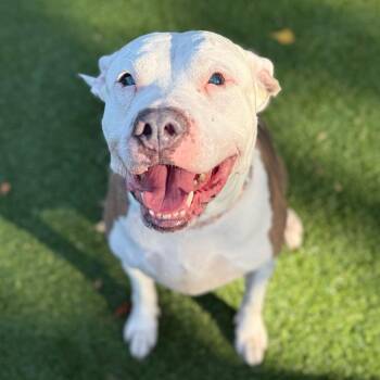 Blue -  Pit Bull Terrier Dog for Adoption in Warwick, Rhode Island - Blue | PetCurious