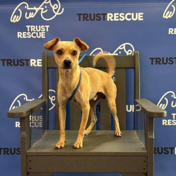 HANSON -  Terrier Dog for Adoption in Waterford, New Jersey - HANSON | PetCurious