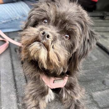 Rescue Affenpinscher Dogs for Adoption in Parker, Colorado - 864 (2025) Elphaba | PetCurious