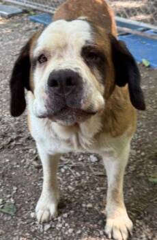 Rescue Saint Bernard Dogs for Adoption in Newburg, Missouri - Whiskey | PetCurious