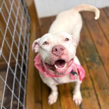 Strawberry Sugar Pop -  American Staffordshire Terrier and Pit Bull Terrier Dog for Adoption in Friendswood, Texas - Strawberry Sugar Pop | PetCurious