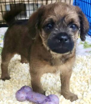 Pug and Miniature Poodle Dogs Available for Adoption - River | PetCurious