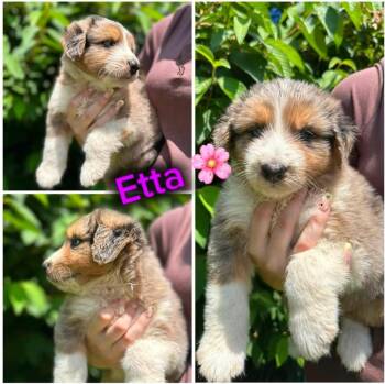 Etta -  Terrier and Australian Shepherd Dog for Adoption in Byrdstown, Tennessee - Etta | PetCurious