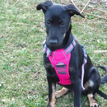 Mixed Breed Dogs Available for Adoption in Head Of Saint Margarets Bay, Nova Scotia - Emiline | PetCurious