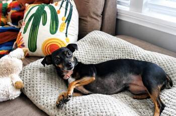 Chihuahua Dogs Available for Adoption in Floresville, Texas - Moana | PetCurious