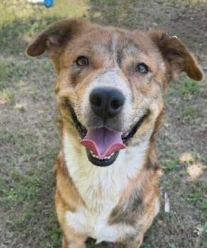 Moss -  Mountain Cur and Carolina Dog Dog for Adoption in Washington, District Of Columbia - Moss | PetCurious