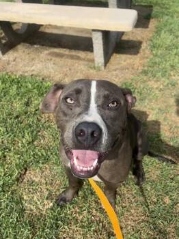 KOBI -  Pit Bull Terrier Dog for Adoption in Riverside, California - KOBI | PetCurious