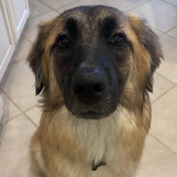 Belgian Shepherd Malinois Dogs Available for Adoption in Dallas, Texas - Nala XVIII (New Digs) | PetCurious