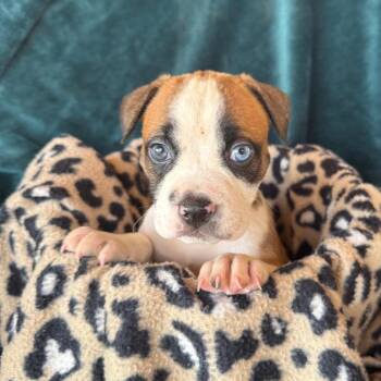 Woody -  American Staffordshire Terrier and Mixed Breed Dog for Adoption in Murray, Utah - Woody | PetCurious