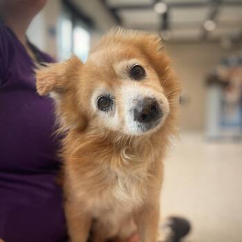 Mixed Breed Dogs Available for Adoption - Sunny | PetCurious