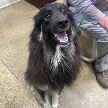 Alex -  Mixed Breed Dog for Adoption in Skokie, Illinois - Alex | PetCurious