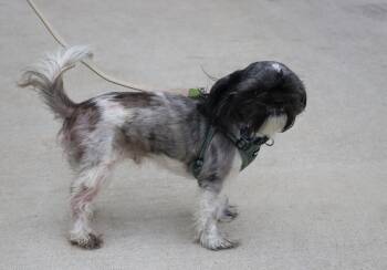 Shih Tzu Dogs Available for Adoption in Pflugerville, Texas - Rocky Roo | PetCurious