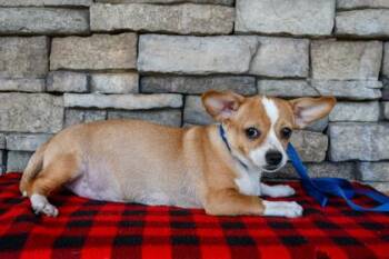 Petunia -  Chihuahua and Mixed Breed Dog for Adoption in Yakima, Washington - Petunia | PetCurious