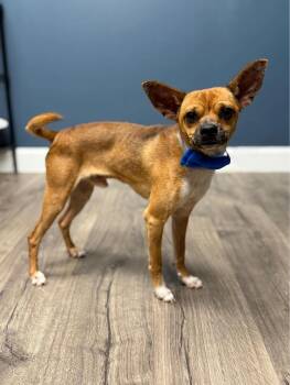 Rescue Chihuahua Dogs for Adoption in Littleton, Colorado - Pepe | PetCurious