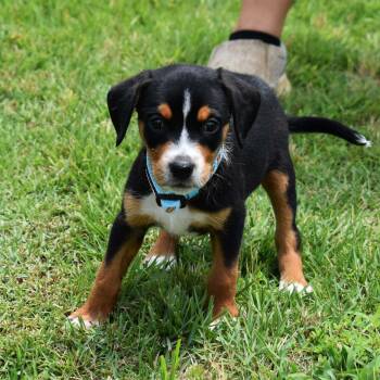 Kevin -  Mixed Breed Dog for Adoption in Searcy, Arkansas - Kevin | PetCurious
