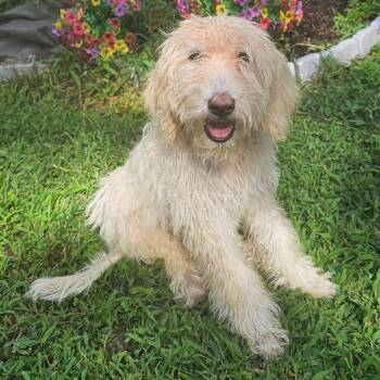 Sinatra -  Poodle and Labrador Retriever Dog for Adoption - Sinatra | PetCurious