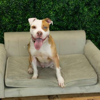 Lollygag -  Pit Bull Terrier and American Staffordshire Terrier Dog for Adoption in East St. Louis, Illinois - Lollygag | PetCurious
