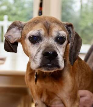 Rescue Puggle Dogs for Adoption in Rockville, Maryland - Bennett | PetCurious