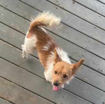 Rescue Jack Russell Terrier Dogs for Adoption in Louisville, Kentucky - Cooper | PetCurious