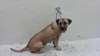 A2080552 -  Mastiff and Mixed Breed Dog for Adoption in Houston, Texas - A2080552 | PetCurious