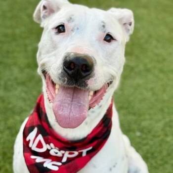 Pit Bull Terrier Dogs Available for Adoption - Smiley | PetCurious