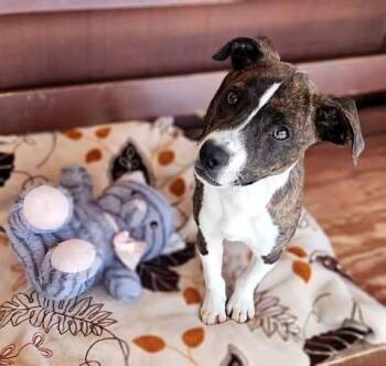 Terrier Dogs Available for Adoption in Colorado Springs, Colorado - Gummy Bear | PetCurious