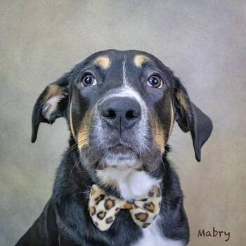 Mabry -  Hound Dog for Adoption in Manchester, Connecticut - Mabry | PetCurious