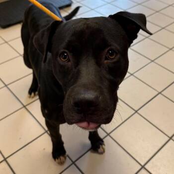 TUSC-Stray-85921 -  Labrador Retriever and Pit Bull Terrier Dog for Adoption in Tuscaloosa, Alabama - TUSC-Stray-85921 | PetCurious