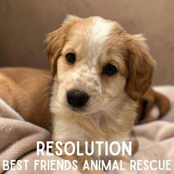 Beagle Dogs Available for Adoption - Resolution | PetCurious