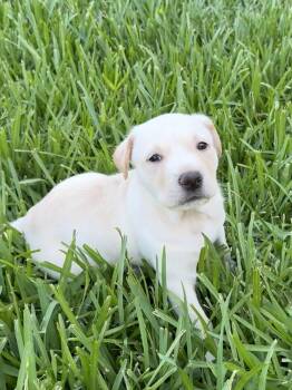 Harper -  Labrador Retriever Dog for Adoption in The Woodlands, Texas - Harper | PetCurious