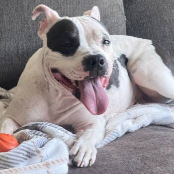 Penelope -  Pit Bull Terrier Dog for Adoption in Krum, Texas - Penelope | PetCurious