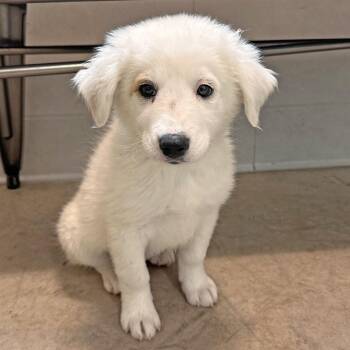 Pixie -  Mixed Breed Dog for Adoption in Hailey, Idaho - Pixie | PetCurious