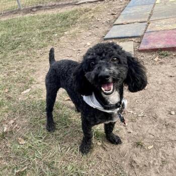 Rescue Poodle and Mixed Breed Dogs for Adoption in Carencro, Louisiana - Foosball | PetCurious