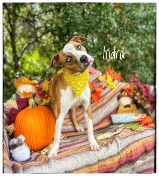 Indra -  Catahoula Leopard Dog and Pit Bull Terrier Dog for Adoption in Sebring, Florida - Indra | PetCurious