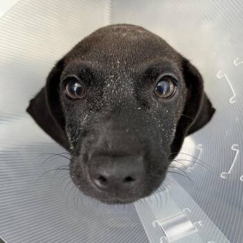 Otis -  Mixed Breed Dog for Adoption in Leander, Texas - Otis | PetCurious