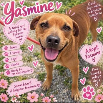 Yasmine 6419 -  Mixed Breed Dog for Adoption in Loxahatchee Groves, Florida - Yasmine 6419 | PetCurious