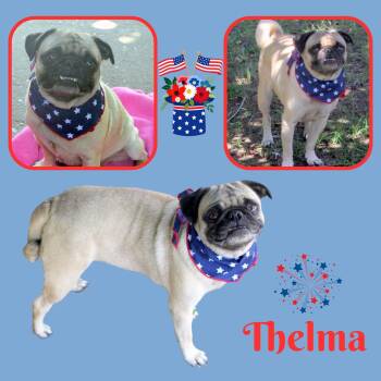 Thelma (Ritzy) -  Pug Dog for Adoption in Lindsay, California - Thelma (Ritzy) | PetCurious