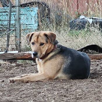 Rescue Labrador Retriever and Mixed Breed Dogs for Adoption in Oakville, Washington - Delilah | PetCurious