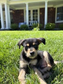 Charlie -  Chihuahua and Terrier Dog for Adoption in Sunnyvale, California - Charlie | PetCurious