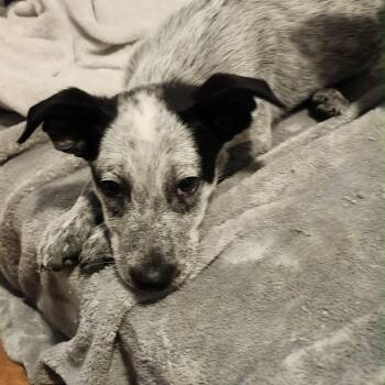 Trebuchet -  Mixed Breed Dog for Adoption in Buffalo, Minnesota - Trebuchet | PetCurious