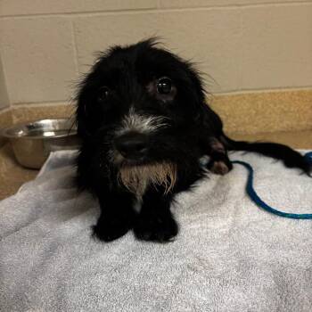 Edmund -  Mixed Breed Dog for Adoption in Bristol, Indiana - Edmund | PetCurious