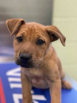 Rescue Shar Pei and Mixed Breed Dogs for Adoption in Longview, Texas - Clucker | PetCurious