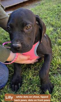 Lilly P. 425 -  Labrador Retriever Dog Available for Adoption in New Berlin, Wisconsin - Lilly P. 425 | PetCurious