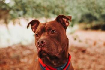 American Staffordshire Terrier and Mixed Breed Dogs Available for Adoption in North Charleston, South Carolina - 92338A Downtown Buster Brown | PetCurious