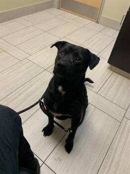 BUDDY -  Labrador Retriever Dog Available for Adoption in Corpus Christi, Texas - BUDDY | PetCurious