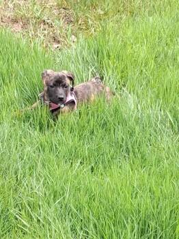 Shepherd and Pit Bull Terrier Dogs Available for Adoption in Lansing, Michigan - Pebbles (26-078 D) | PetCurious
