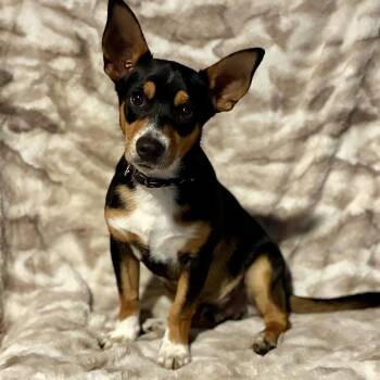Corgi and Chihuahua Dogs Available for Adoption in Pelham, New Hampshire - Bones  | PetCurious