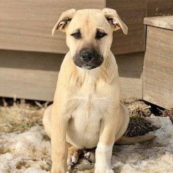Labrador Retriever and Shepherd Dogs Available for Adoption - **ROWDY** | PetCurious