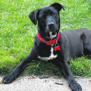 Bojangles -  Black Labrador Retriever Dog for Adoption in Shakopee, Minnesota - Bojangles | PetCurious