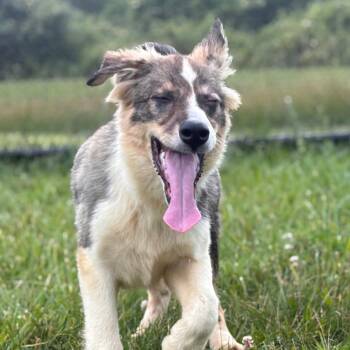 Louisville Slugger -  Collie and Mixed Breed Dog for Adoption in York, Pennsylvania - Louisville Slugger | PetCurious